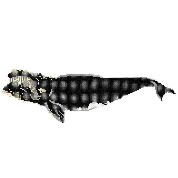 Atlantic Right Whale Printed Canvas PIP & Roo - 1