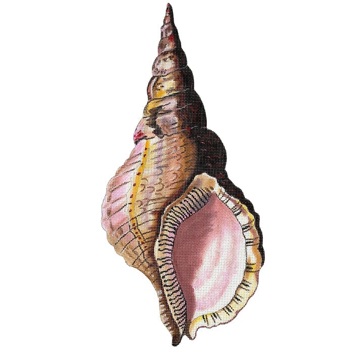 Conch Seashell Front Painted Canvas Colors of Praise - 1