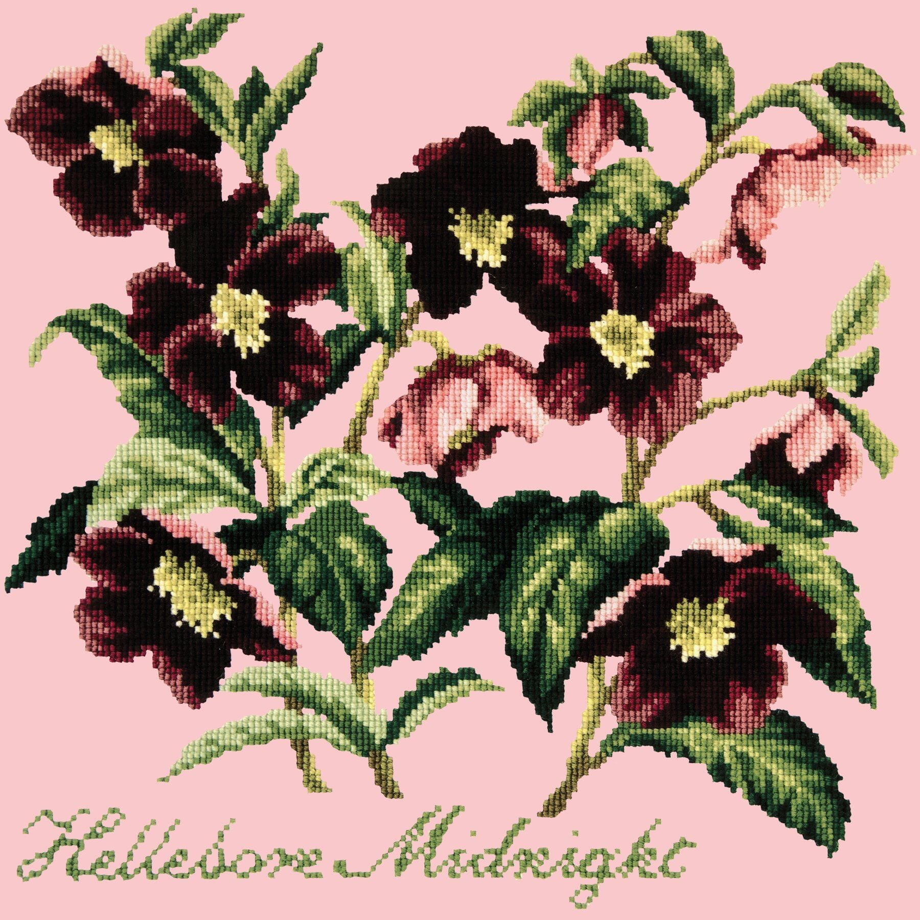 Hellebore Midnight Needlepoint Kit Kits Elizabeth Bradley Design Pale Rose