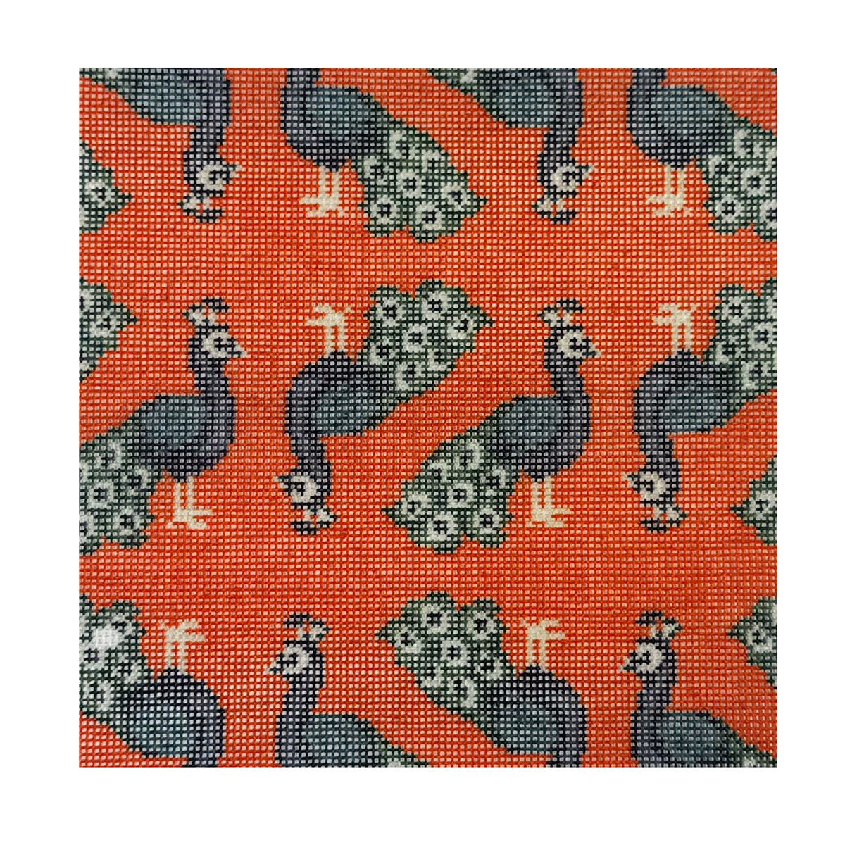 Orange Peacock Square - 1