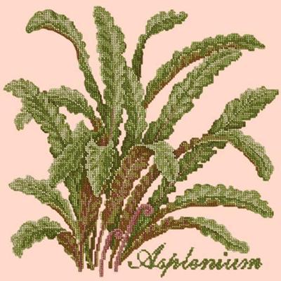 Asplenium Needlepoint Kit Kits Elizabeth Bradley Design Salmon Pink 