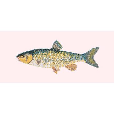 Freshwater Chub Needlepoint Kit Kits Elizabeth Bradley Design Cream