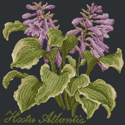 Hosta Atlantis Needlepoint Kit Kits Elizabeth Bradley Design Black 