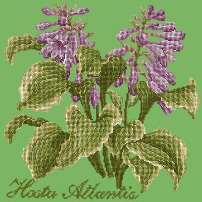 Hosta Atlantis Needlepoint Kit Kits Elizabeth Bradley Design Grass Green