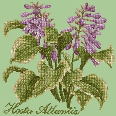 Hosta Atlantis Needlepoint Kit Kits Elizabeth Bradley Design Pale Green 