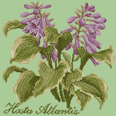 Hosta Atlantis Needlepoint Kit Kits Elizabeth Bradley Design Pale Green