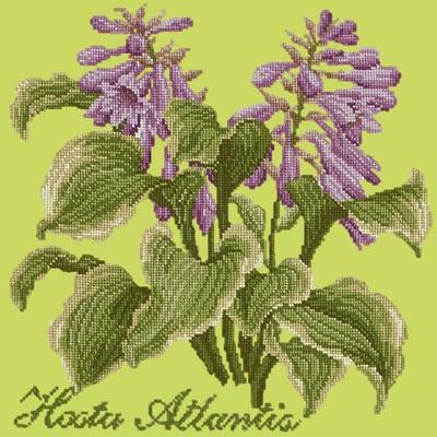 Hosta Atlantis Needlepoint Kit Kits Elizabeth Bradley Design Pale Lime