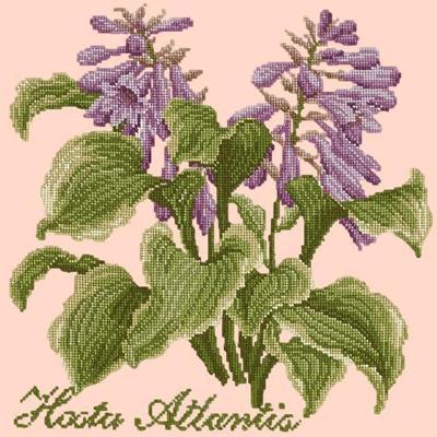 Hosta Atlantis Needlepoint Kit Kits Elizabeth Bradley Design Salmon Pink