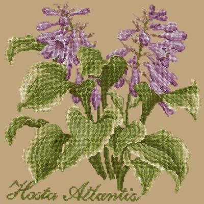 Hosta Atlantis Needlepoint Kit Kits Elizabeth Bradley Design Sand 