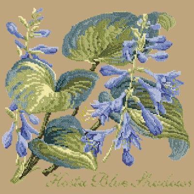 Hosta Blue Shadows Needlepoint Kit Kits Elizabeth Bradley Design Sand 