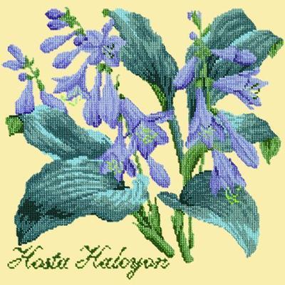 Hosta Halcyon Needlepoint Kit Kits Elizabeth Bradley Design Butter Yellow 