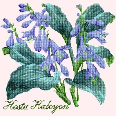 Hosta Halcyon Needlepoint Kit Kits Elizabeth Bradley Design Cream 