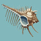 Mermaids Comb Needlepoint Kit Kits Elizabeth Bradley Design Duck Egg Blue 