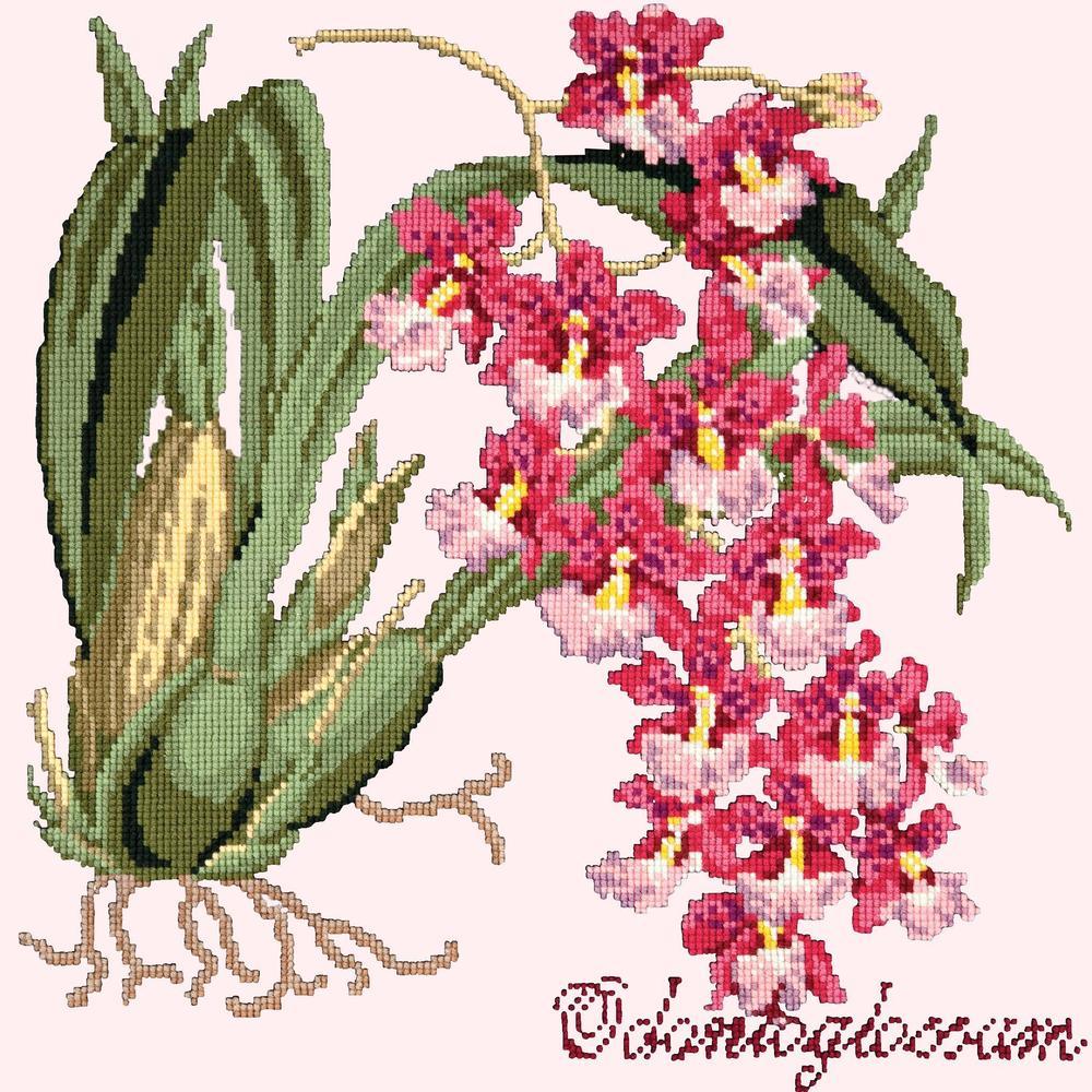 Odontoglossum Needlepoint Kit Kits Elizabeth Bradley Design Cream