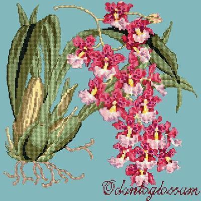 Odontoglossum Needlepoint Kit Kits Elizabeth Bradley Design Duck Egg Blue