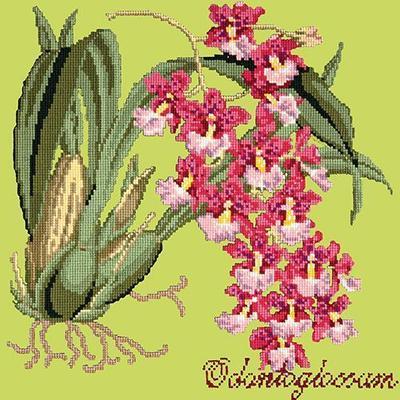 Odontoglossum Needlepoint Kit Kits Elizabeth Bradley Design Pale Lime