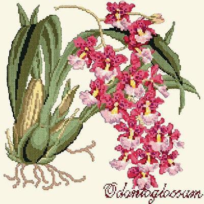 Odontoglossum Needlepoint Kit Kits Elizabeth Bradley Design Winter White