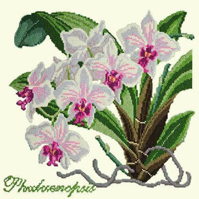 Phalaenopsis Needlepoint Kit Kits Elizabeth Bradley Design Winter White
