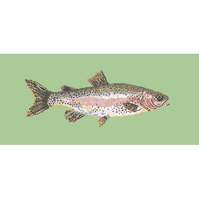 Rainbow Trout Needlepoint Kit Kits Elizabeth Bradley Design Pale Green 