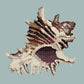 Spiky Conch Needlepoint Kit Kits Elizabeth Bradley Design Pale Blue 