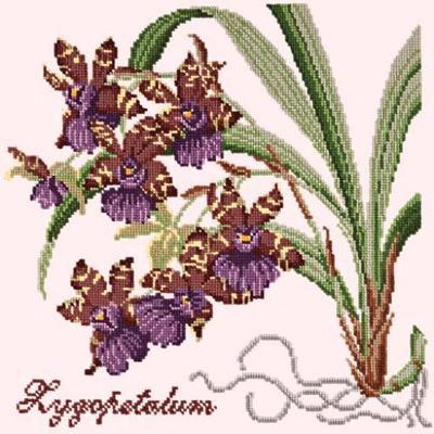 Zygopetalum Needlepoint Kit Kits Elizabeth Bradley Design Cream