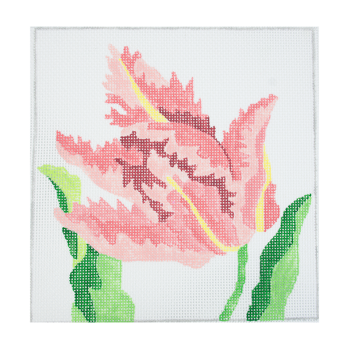 Coral Parrot Tulip 8" - 1