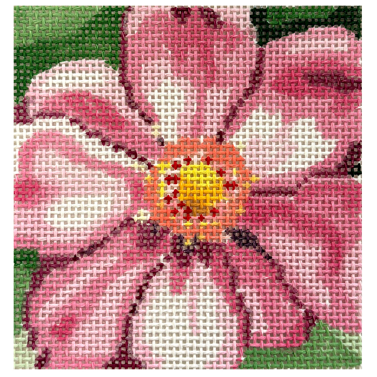 Full Bloom Coaster   Cosmos
