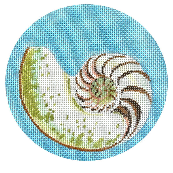 Conch Shell 5