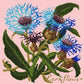 Cornflower Needlepoint Kit Kits Elizabeth Bradley Design Pale Rose 