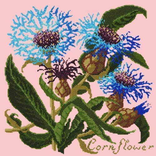 Cornflower Needlepoint Kit Kits Elizabeth Bradley Design Pale Rose 
