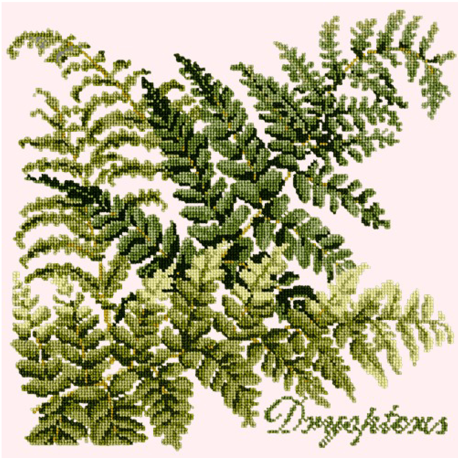 Dryopteris Needlepoint Kit Kits Elizabeth Bradley Design Cream 
