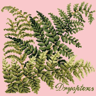 Dryopteris Needlepoint Kit Kits Elizabeth Bradley Design Pale Rose 
