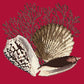 Fan Coral Needlepoint Kit Kits Elizabeth Bradley Design Bright Red 