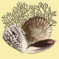 Fan Coral Needlepoint Kit Kits Elizabeth Bradley Design Butter Yellow 