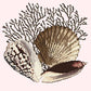 Fan Coral Needlepoint Kit Kits Elizabeth Bradley Design Cream 