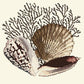 Fan Coral Needlepoint Kit Kits Elizabeth Bradley Design Winter White 