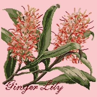 Ginger Lily Needlepoint Kit Kits Elizabeth Bradley Design Pale Rose 

