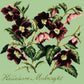 Hellebore Midnight Needlepoint Kit Kits Elizabeth Bradley Design Pale Green 