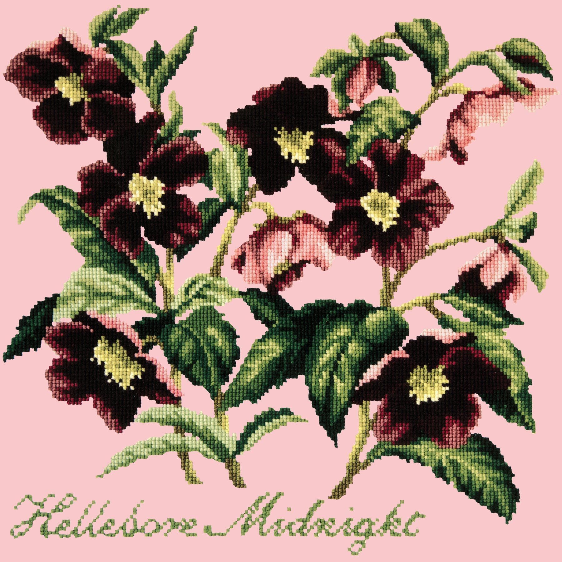 Hellebore Midnight Needlepoint Kit Kits Elizabeth Bradley Design Pale Rose 