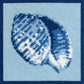 Shell Coasters Kit Kits Kirk & Bradley 