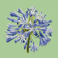 Agapanthus Needlepoint Kit Kits Elizabeth Bradley Design Pale Green 