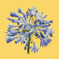 Agapanthus Needlepoint Kit Kits Elizabeth Bradley Design Sunflower Yellow 