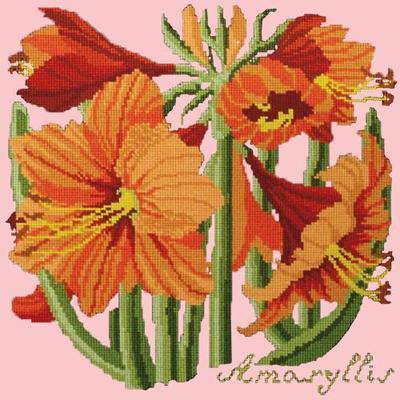 Amaryllis Needlepoint Kit Kits Elizabeth Bradley Design Pale Rose 
