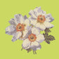 Anemone Needlepoint Kit Kits Elizabeth Bradley Design Pale Lime 