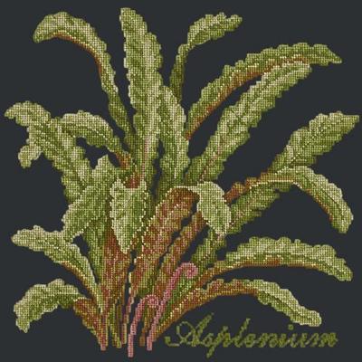 Asplenium Needlepoint Kit Kits Elizabeth Bradley Design Black 
