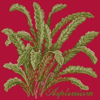 Asplenium Needlepoint Kit Kits Elizabeth Bradley Design Bright Red 
