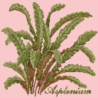 Asplenium Needlepoint Kit Kits Elizabeth Bradley Design Pale Rose 
