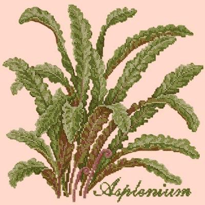Asplenium Needlepoint Kit Kits Elizabeth Bradley Design Salmon Pink 
