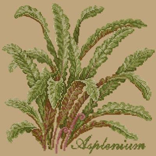 Asplenium Needlepoint Kit Kits Elizabeth Bradley Design Sand 
