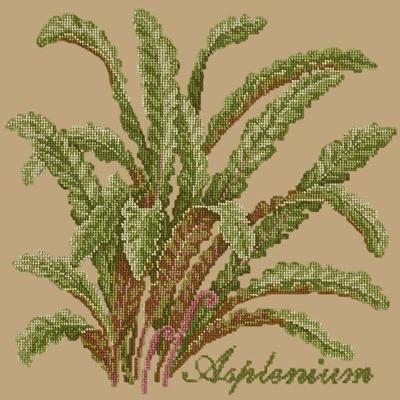 Asplenium Needlepoint Kit Kits Elizabeth Bradley Design Sand 
